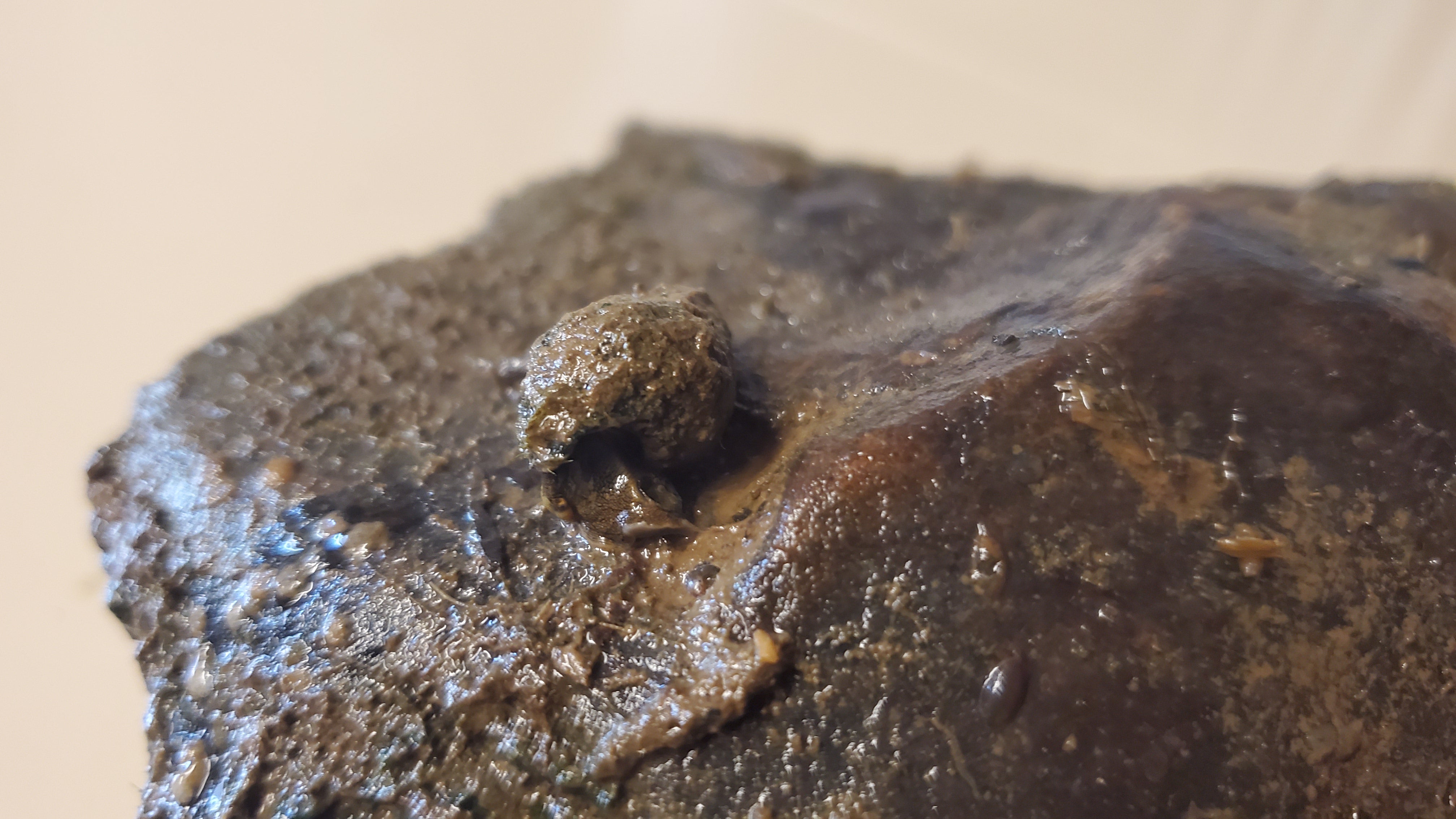 Snail attached to a rock 